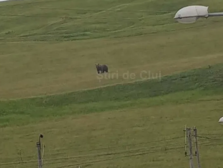 VIDEO. Avertisment: Un urs a atacat o stână în Cojocna, județul Cluj, și a ucis un câine. Autoritățile sunt în alertă. 2 video avertisment un urs a atacat o stana in cojocna judetul cluj si a ucis un caine autoritatile sunt in alerta