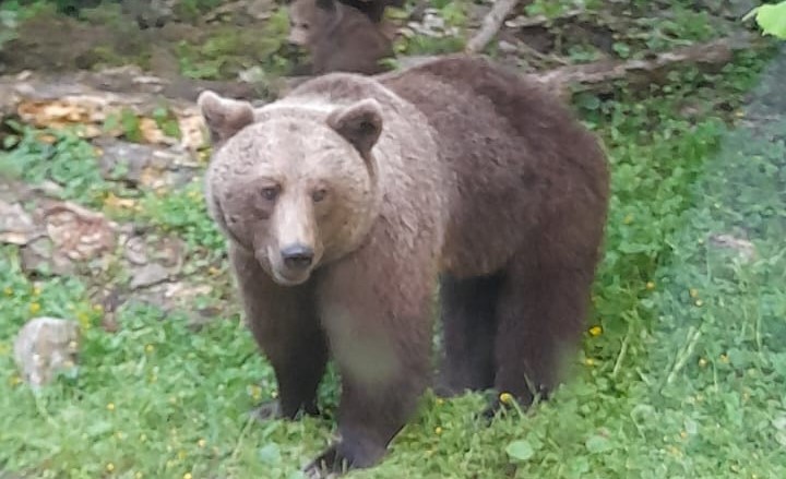 Alertă de URS într-o comună din județul Cluj. Evitați zona și nu vă apropiați de animal. 2 Alerta de URS intr o comuna din judeul Cluj Evitati zona si nu va apropiati de animal