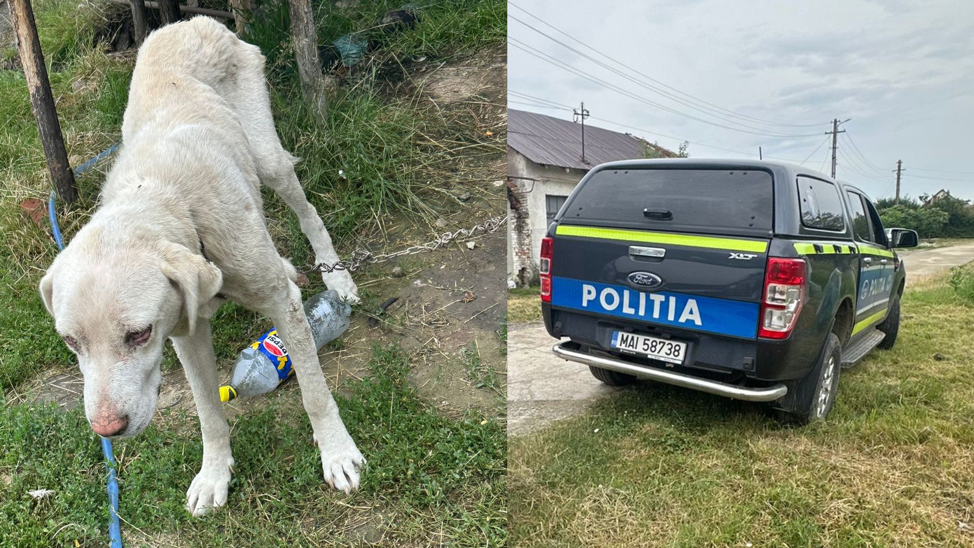 Amendă drastică pentru un bărbat din Caraș-Severin care și-a lăsat câinele în voia sorții. 2 Amenda drastica pentru un barbat din Caras Severin care si a lasat cainele in voia sortii