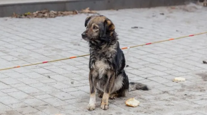 Apel pentru salvarea unui câine din Parcul Feroviarilor din Cluj-Napoca: „Îi urmează pe oameni și pare că așteaptă pe cineva” 2 Apel pentru salvarea unui caine din Parcul Feroviarilor din Cluj Napoca Ii urmeaza pe oameni si pare ca asteapta pe cineva