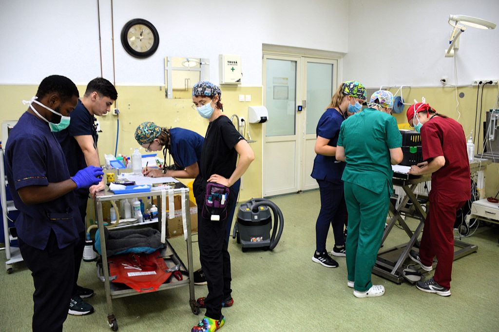 Clujenii pot duce câinii și pisicile pentru sterilizare gratuită la USAMV Cluj-Napoca. Campania-maraton va avea loc la sfârșitul acestei săptămâni. 2 Clujenii pot duce cainii si pisicile pentru sterilizare gratuita la USAMV Cluj Napoca Campania maraton va avea loc la sfarsitul acestei saptamani