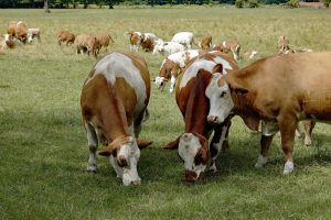 O tara inchide mii de scoli deoarece numarul vacilor a depasit numarul elevilor