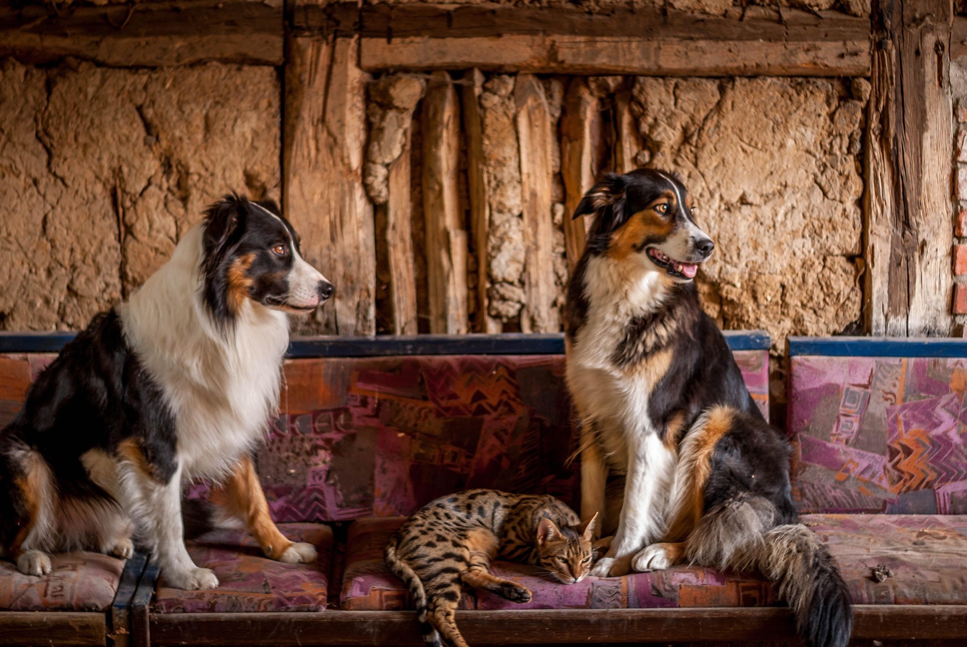 O tara investeaste tot mai mult in animale de companie pe masura ce numarul copiilor scade