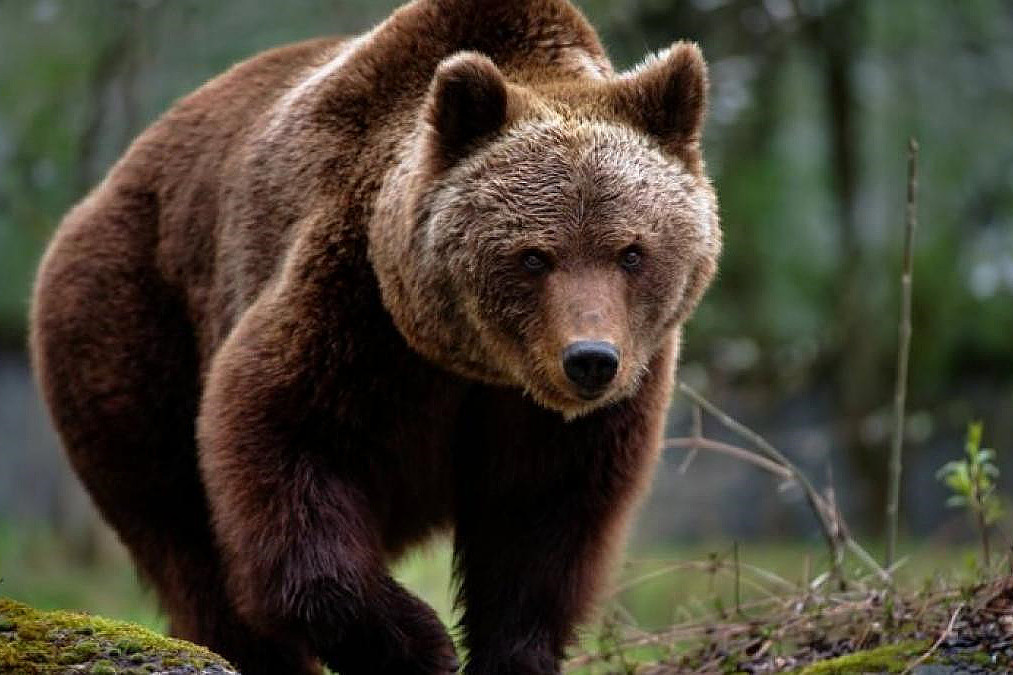 O ursoaică a fost capturată și eutanasiată în Poiana Brașov. 2 O ursoaica a fost capturata si eutanasiata in Poiana Brasov