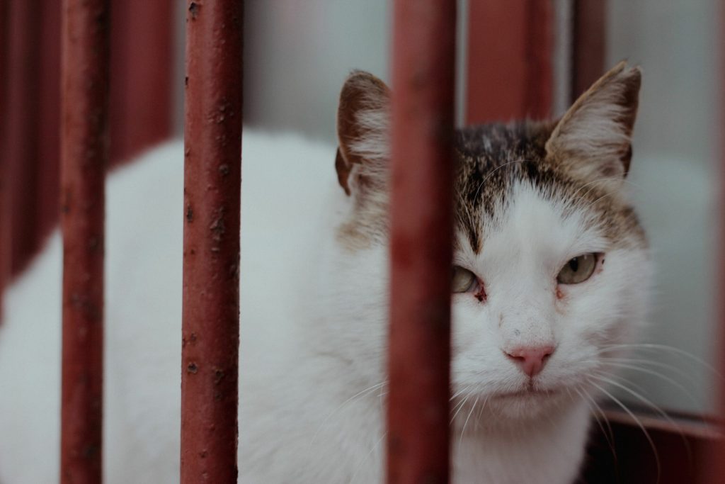 Peste 100 de pisici salvate în Sectorul 2. Imagini cu animalele surprinse de salvatori. 2 Peste 100 de pisici salvate in Sectorul 2 Imagini cu animalele surprinse de salvatori