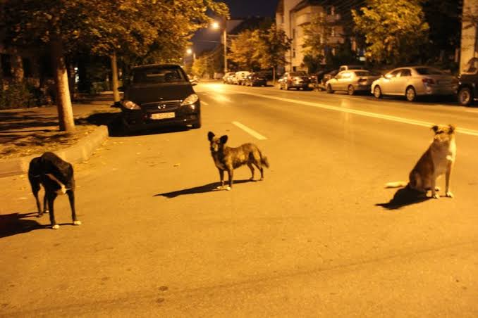 Spandul părinților de pe o stradă din Cluj! Trei câini vagabonzi atacă trecătorii: "Copilul plânge de fiecare dată de frică" 3 Spandul parintilor de pe o strada din Cluj Trei caini vagabonzi ataca trecatorii Copilul plange de fiecare data de frica