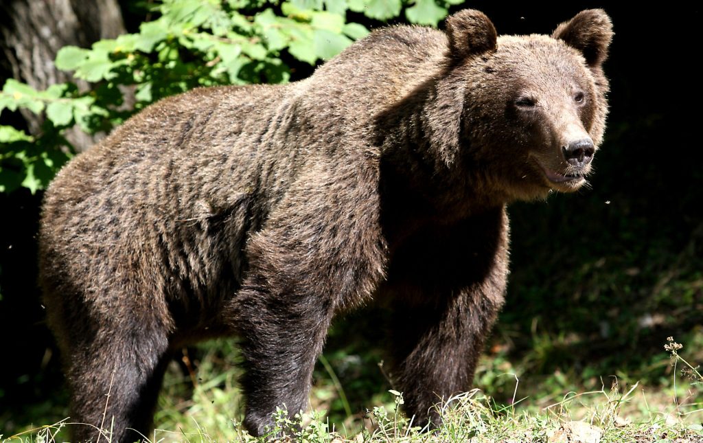 Un urs a atacat mai multe oi de la o stână, iar jandarmii l-au alungat folosind sirena autospecialei. 2 Un urs a atacat mai multe oi de la o stana iar jandarmii lau alungat folosind sirena autospecialei