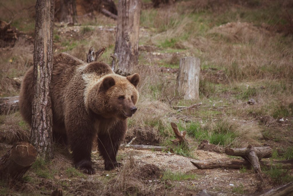 Urs zărit într-o comună din Alba. Jandarmii intervin pentru a îndepărta animalul. 2 Urs zar it intr o comuna din Alba Jandarmii intervin pentru a ndeparta animalul
