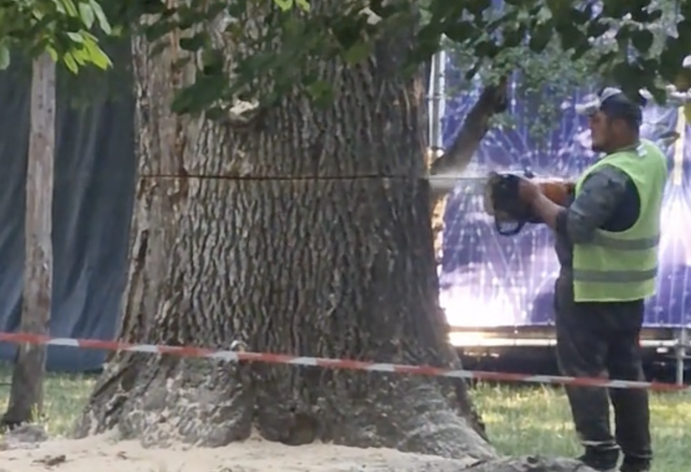 VIDEO De ce a fost taiat copacul din Parcul Central Primaria Cluj Napoca ofera explicatii Asigurarea normelor de siguranta