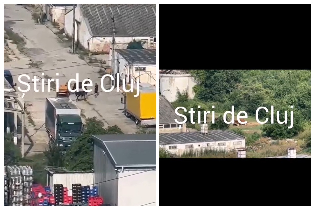 VIDEO. Scene șocante în Florești: Un bărbat surprins lovind un cal cu biciul. „Am sunat imediat la poliția animalelor” 4 VIDEO Scena socante in Floresti Un barbat surprins lovind un cal cu biciul Am sunat imediat la politia animalelor