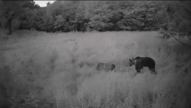 VIDEO Urs filmat de localnici in Feleacu zona Valea Capriorii Prietenul meu a revenit Si nu este deloc mic
