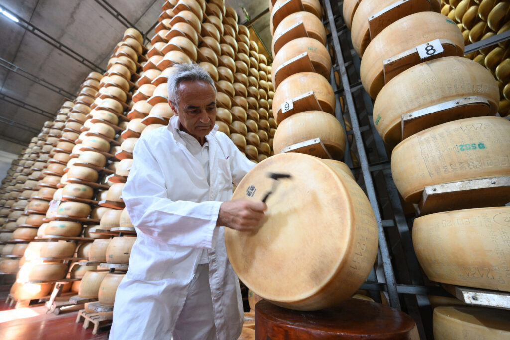 Valurile de caldura pun in pericol celebrul parmezan italian Schimbarile climatice afecteaza productia de lapte