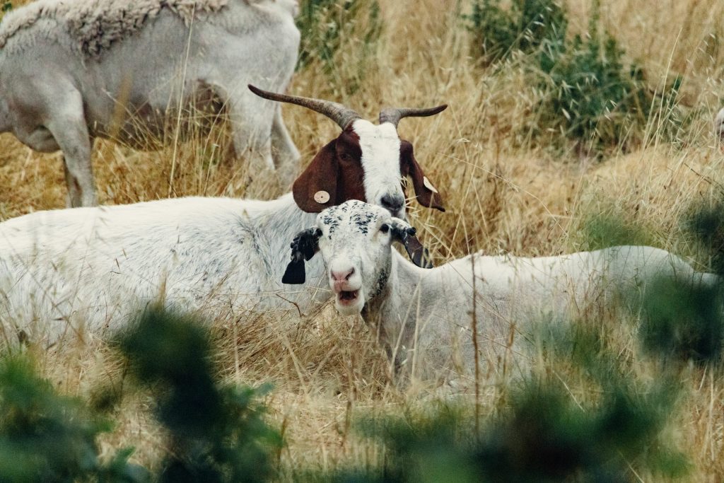 Carantină națională de 30 de zile pentru oi și capre. Suspendarea deplasării animalelor. 2 carantina nationala de 30 de zile pentru oi si capre suspendarea deplasarii animalelor