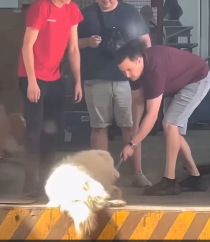 Angajații care au expulzat un câine dintr-un depozit, concediați. Afară erau 40 de grade Celsius. 3 Angajatii care au expulzat un caine dintr un depozit concediati Afar erau 40 de grade Celsius