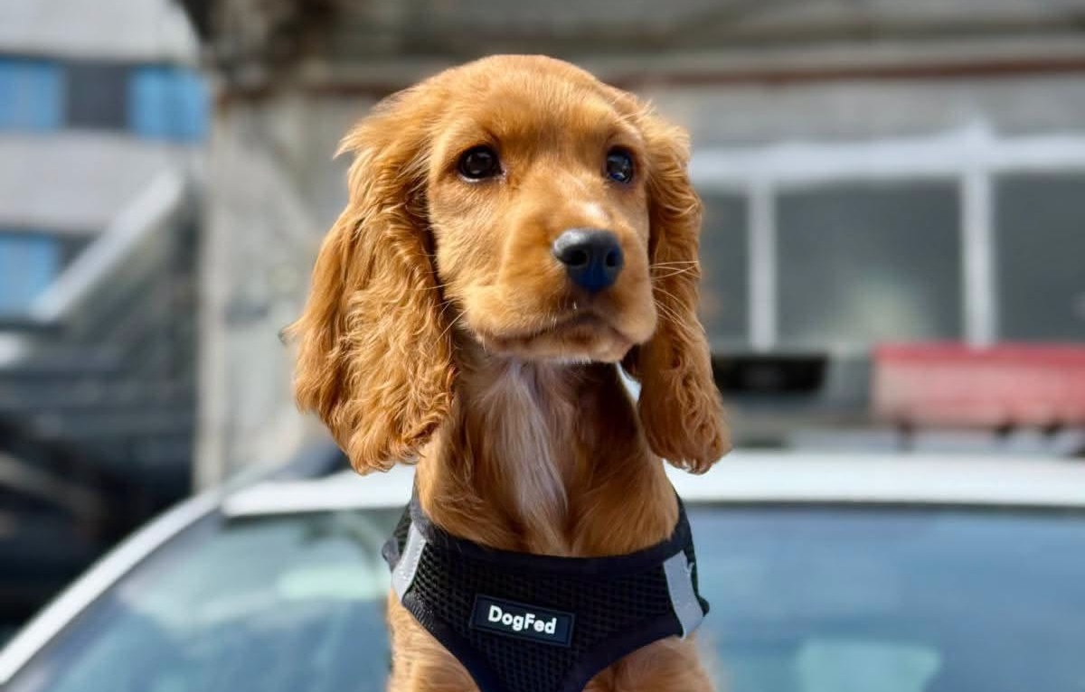 Avertisment al Poliției pentru cei din Cluj: Un câine lăsat în mașină „numai două minute” poate muri: Amenzile pentru persoanele care neglijează animalele. 2 Avertisment al Politiei pentru cei din Cluj Un caine lasat in masina numai doua minute poate muri Amenzile pentru persoanele care neglijeaza animalele