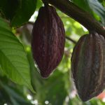 Fermierii de cacao din Ghana se expun la pedepse de pana la 20 de ani de inchisoare din cauza unei noi legi