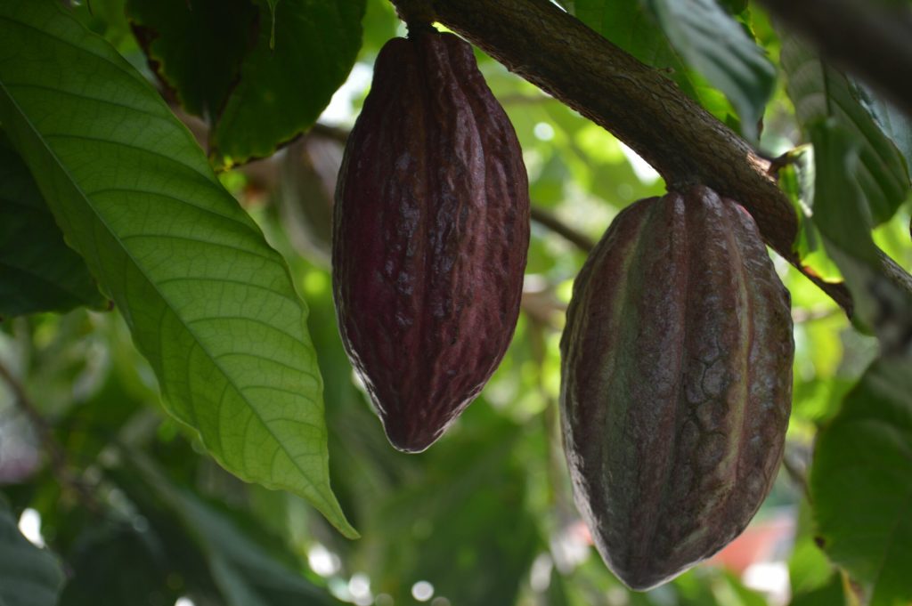 Fermierii de cacao din Ghana se expun la pedepse de pana la 20 de ani de inchisoare din cauza unei noi legi