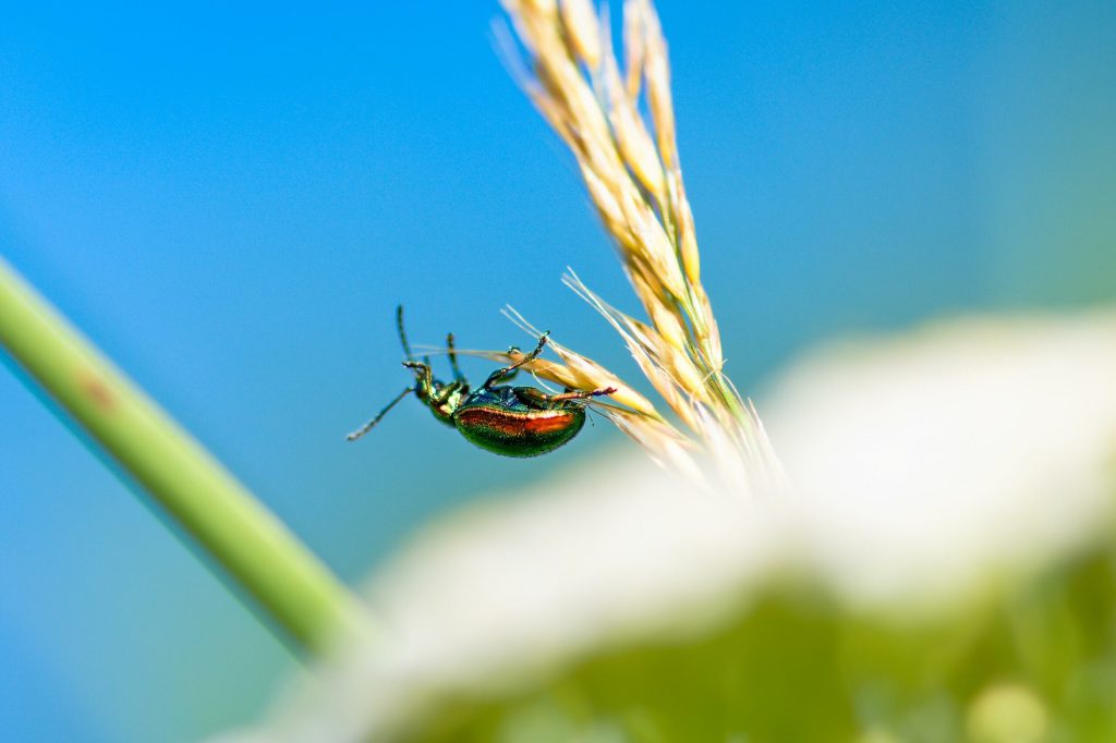 Invadatorul perfect capabil sa provoace epidemii se raspandeste global Pierderile se ridica la miliarde