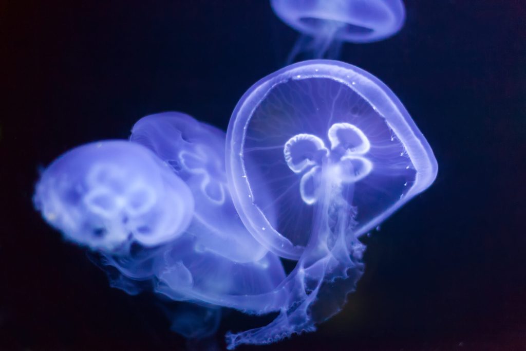 Meduzele au dus la oprirea unei centrale nucleare din Franta Trei reactoare au fost dezactivate