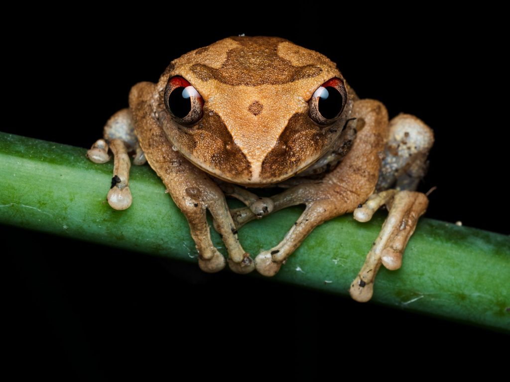O noua specie de broscu de cafea a fost descoperita in Costa Rica