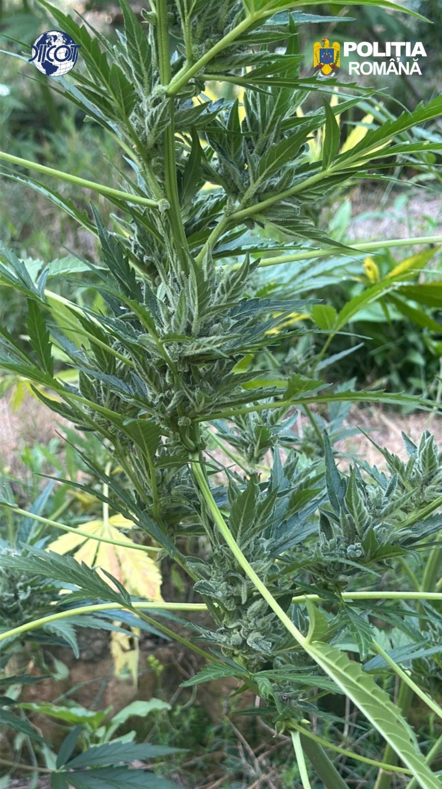 Peste 100 de plante de canabis cu o greutate de 65 de kilograme descoperite in Arad
