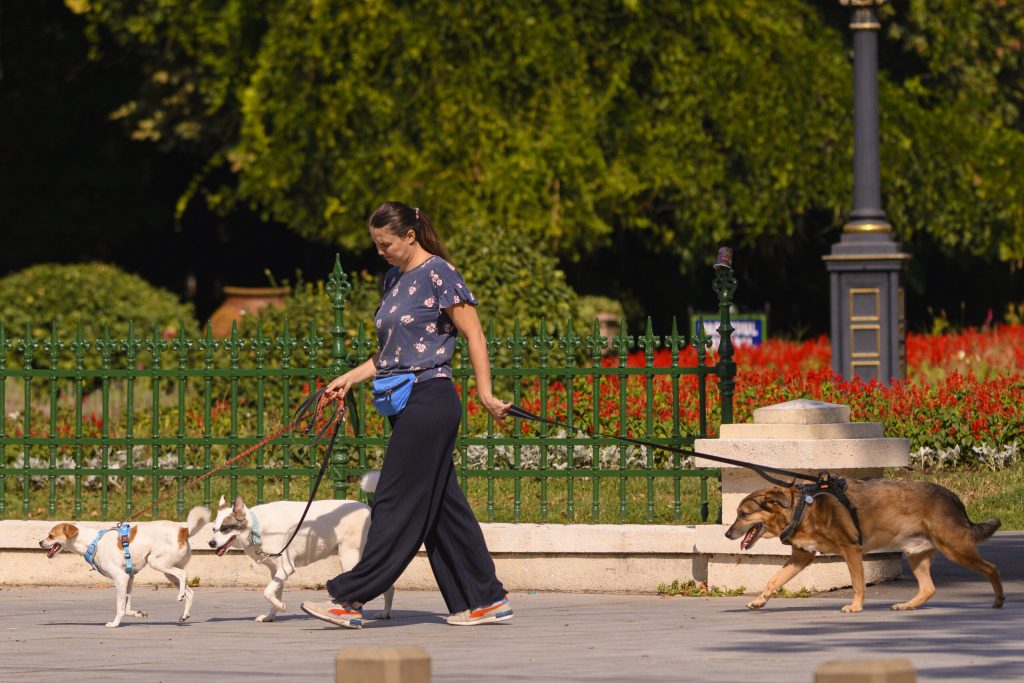 Politici noi implementate prin Codul Urbanismului: creșterea numărului de spații verzi și îmbunătățirea condițiilor pentru pietoni și bicicliști. 2 Politici noi implementate prin Codul Urbanismului cresterea numarului de spatii verzi si imbunatatirea conditiilor pentru pietoni si biciclisti