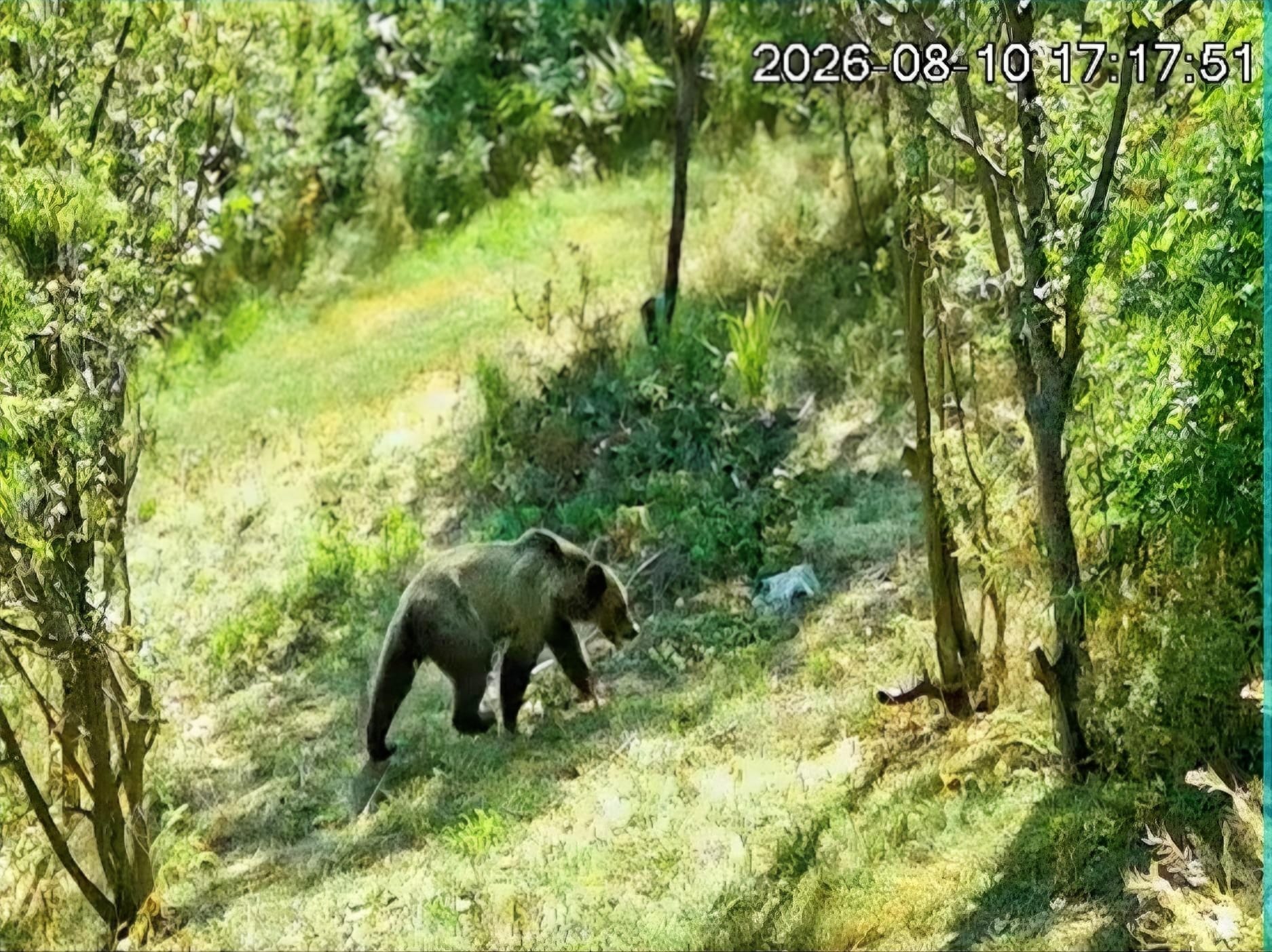 VIDEO. Urs în Cluj! Animalul a fost surprins de camerele de supraveghere într-o livadă de lângă casele oamenilor. Primarul: „Nu s-au înregistrat daune.” 3 VIDEO Urs in Cluj Animalul a fost surprins de camerele de supravghere intr o livada de langa casele oamenilor Primarul Nu s au inregistrat daune