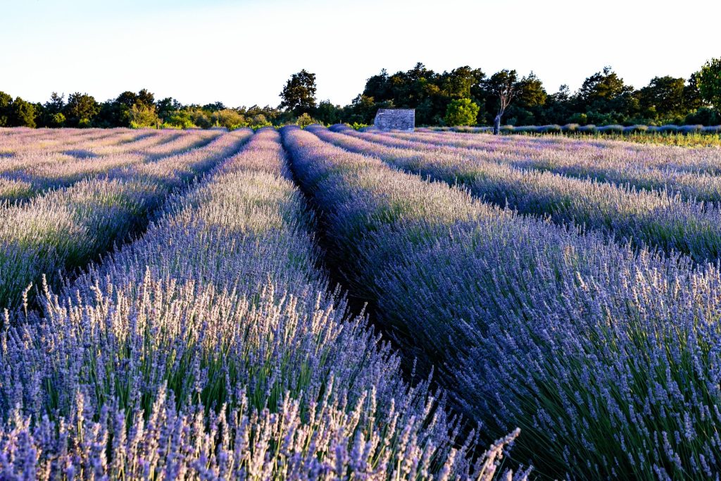 Vesti bune pentru micii fermierii si floricultori statult ofera finantari suplimentare de 113 milioane de euro
