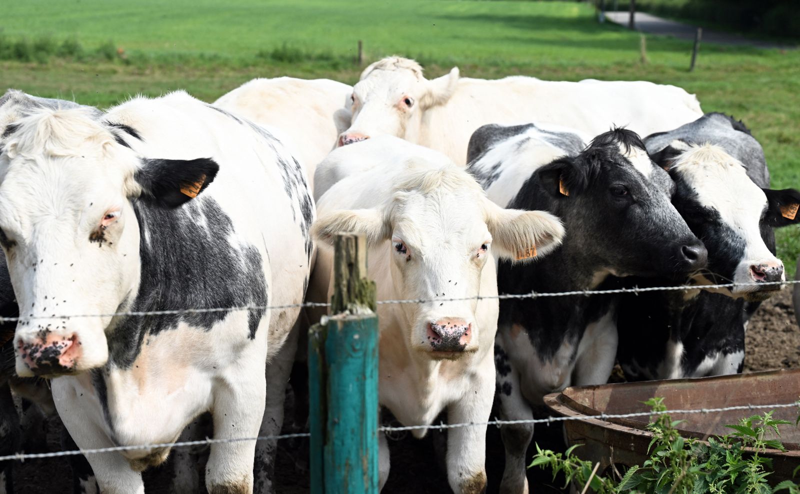 Virus necunoscut descoperit la bovine în Europa. Cercetătorii avertizează asupra unei posibile răspândiri rapide. 2 Virus necunoscut descoperit la bovine in Europa Cercetatorii avertizeaza asupra unei posibile raspandiri rapide