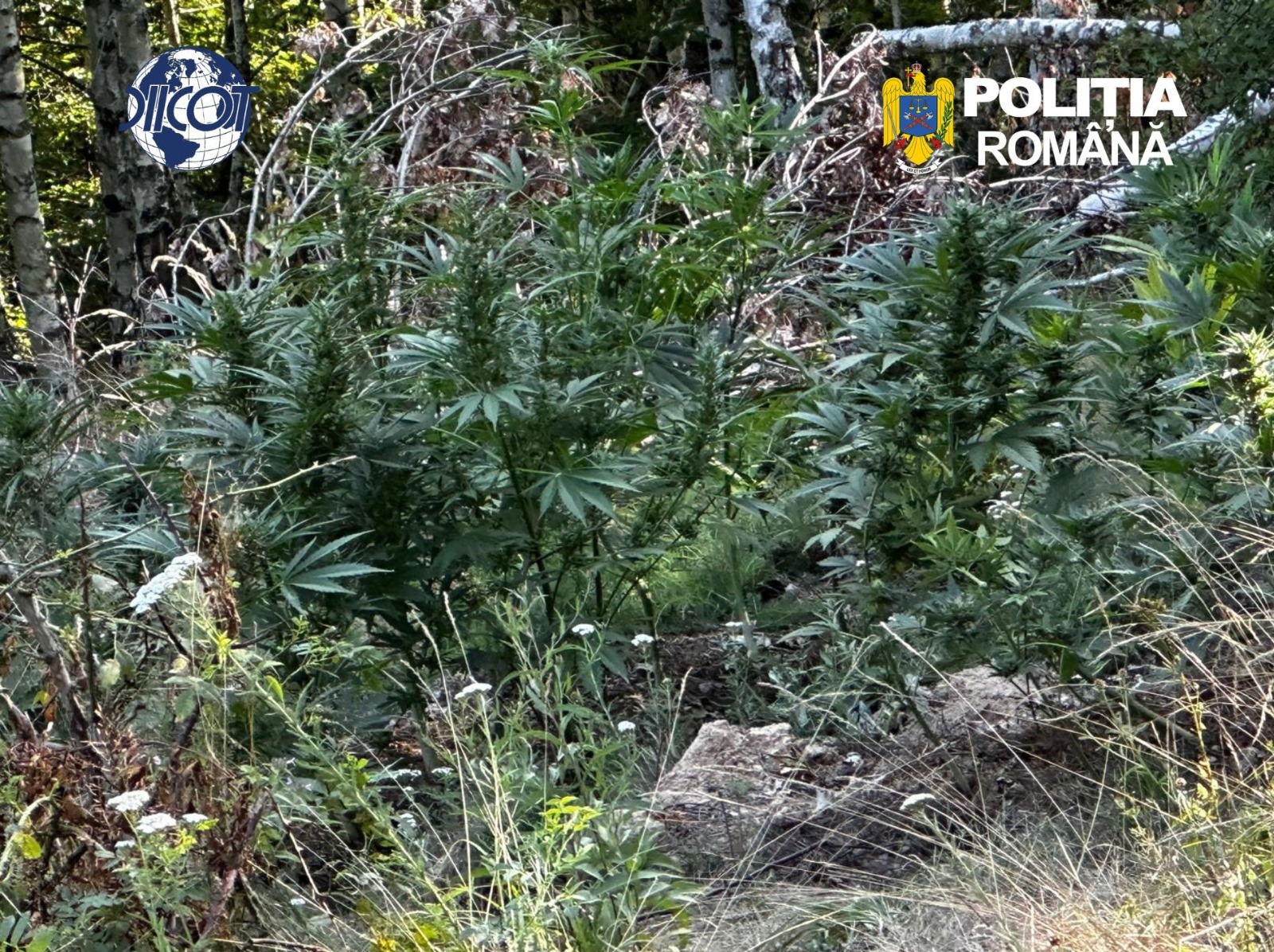 Canabis cultivat în mijlocul unei păduri de mesteceni din Covasna. Un bărbat a fost arestat. 2 canabis cultivat in mijlocul unei paduri de mesteceni din covasna un barbat a fost arestat