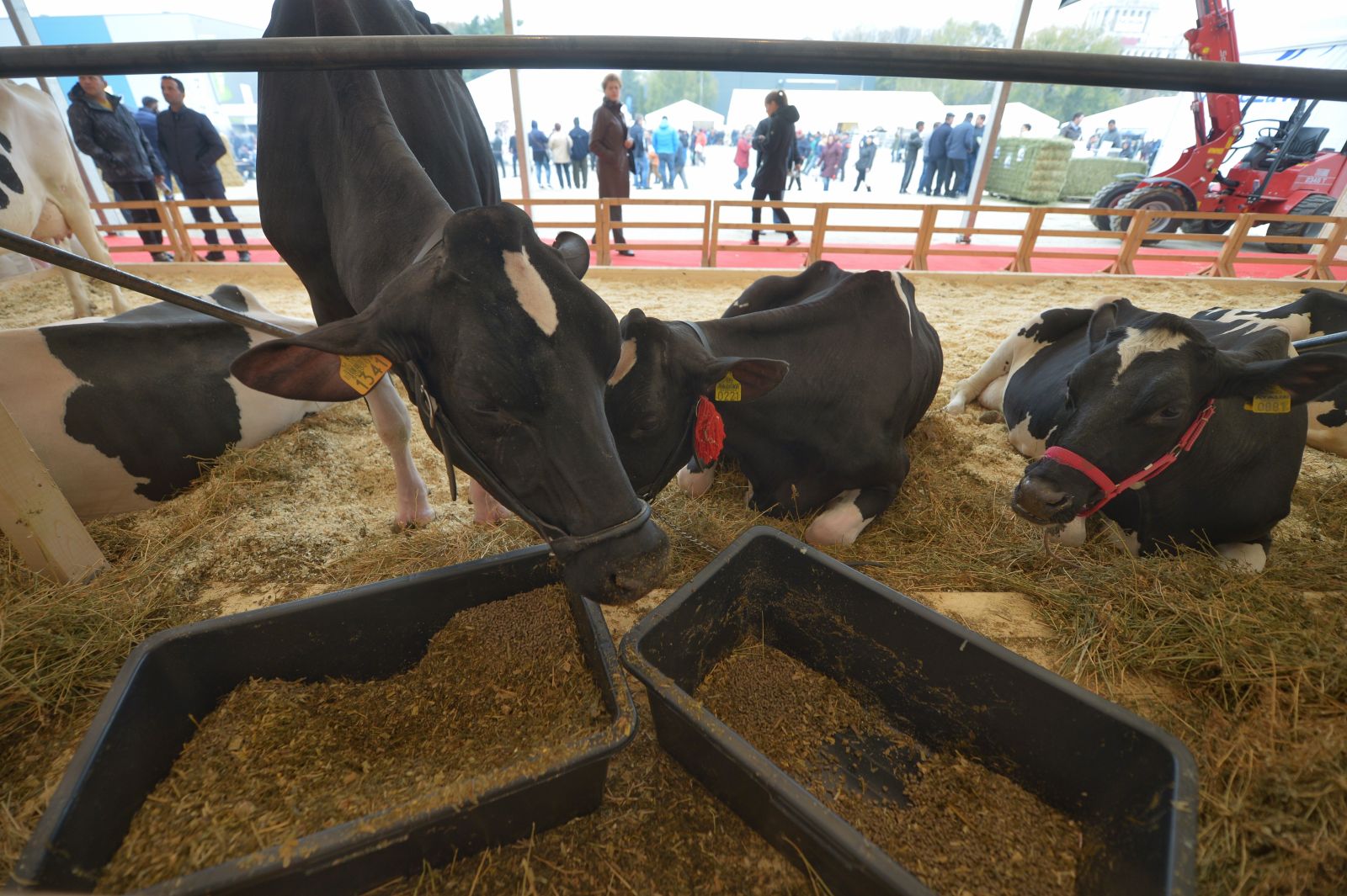 subventii noi pentru fermierii de vaci si porci parlamentul a aprobat masuri mai ferme impotriva pestei porcine africane