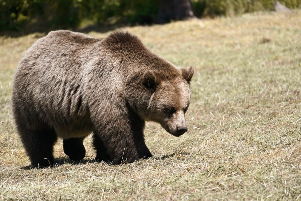 Urs văzut în Miercurea Ciuc, în zona Ciba. Autoritățile au trimis un mesaj RO-Alert. 2 urs vazut in miercurea ciuc in zona ciba autoritatile au trimis un mesaj ro alert