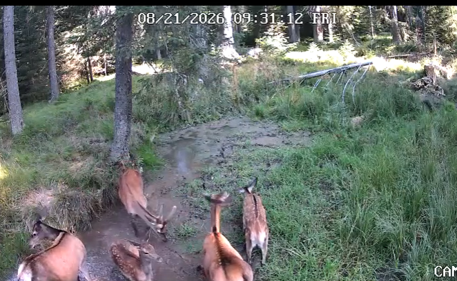 video o multime de caprioare adorabile au gasit strandul perfect in cluj e destul de aglomerat in apa dar te obisnuiesti caci e foarte cald la cluj monser