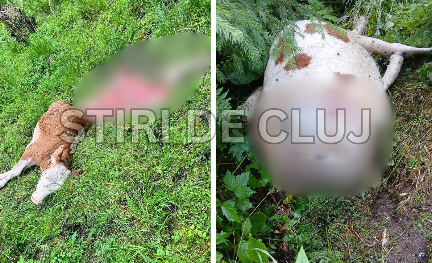 VIDEO. Un lup atacă o fermă din Cluj: Doi viței omorâți într-o săptămână: „Nu știm ce să facem, nu mai avem cu ce să ne întreținem” 2 video un lup ataca o ferma din cluj doi vitei omorati intr o saptamana nu stim ce sa facem nu mai avem cu ce sa ne intretinem