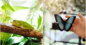 Expoziție inedită cu broscuțe tropicale și fluturi, la Iulius Town Timișoara