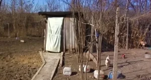 Aproape 8 milioane de lei pentru școlile fără toalete în curte