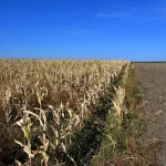 MADR modifică sprijinul pentru fermierii afectați de secetă: porumb și floarea-soarelui