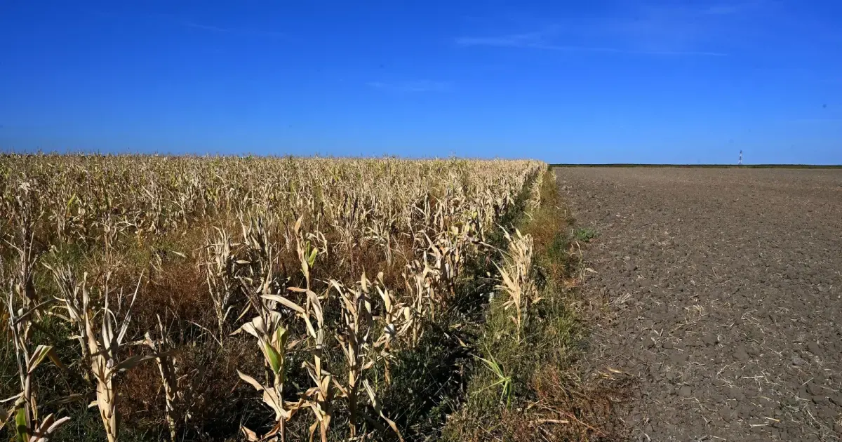 MADR modifică sprijinul pentru fermierii afectați de secetă: porumb și floarea-soarelui 2 MADR modifică sprijinul pentru fermierii afectați de secetă: porumb și floarea-soarelui